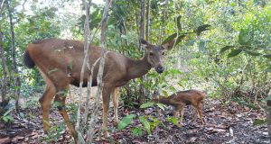 Dua Anak Rusa Lahir di Penangkaran Tambang Besar Primer Batu Besi PT Timah Tbk