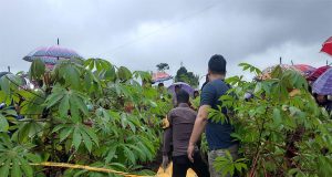 Polisi Olah TKP Penemuan Mayat Perempuan di Kebun Singkong Batang