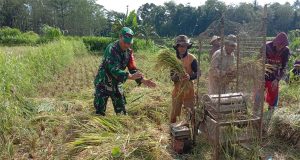 Babinsa Desa Guyangan Giat Panen Padi, dan Berikut Tujuannya
