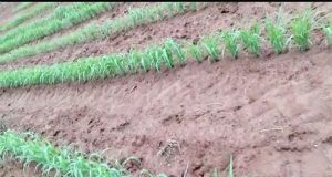 PT SIG Bantu Bibit Gratis Untuk Petani yang lahannya di Serang Hama Belalang