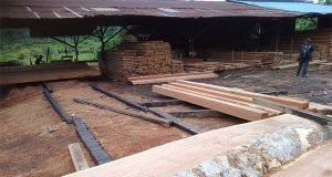 LSM KPK TIPIKOR Ketapang Temui Tumpukkan Kayu Olahan Yang Diduga Ilegal Di Desa Sumber Resmi Kecamatan Sandai