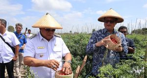 Kelompok Bina Tani Bentuk Kluster Petani Cabai