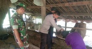 Babinsa Koramil 08/Keling, Pendampingan Vaksinasi Hewan Ternak di Desa Tunahan