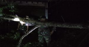 Babinsa Koramil 424-09/Sukoharjo melakukan evakuasi pohon tumbang di Pekon Sukoharjo 1