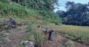 Babinsa Koramil 08/Keling Giat Dengan Warga Binaan, Panen Padi