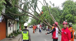 Gerak Cepat Polsek Pontianak Kota Lakukan Pembersihan Pohon Tumbang