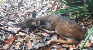 Penangkaran Rusa Milik Tambang Besar Primer Batu Besi PT Timah Tbk,Lahirkan Dua Anak Rusa