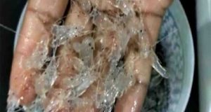 Dugaan Bisnis Ilegal Di Desa Kiluan, Satu Nama warga Dicemarkan