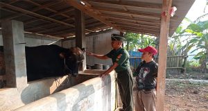 Babinsa Klepu Anggota Koramil 08 Keling Sambangi Desa Binaan dan Cek Langsung Hewan Ternak Milik Warga