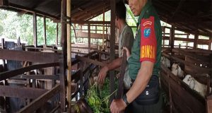 Dukung Ketahanan Pangan di Bidang Peternakan, Babinsa Sambangi Peternakan Kambing