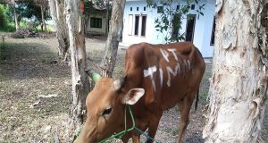 PT. Timah Serahkan Sapi Kurban Ke Pokja Wartawan Belitung Timur