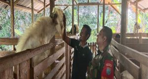 Dengan Komsos Babinsa 1202-04/Seluas Memotivasi Warga Berternak Kambing