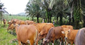 Ketersediaan Hewan Kurban Di Kabupaten Belitung Timur Kondisi Aman