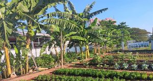 Urban Farming, merupakan Solusi Ketahanan Pangan