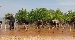 Indahnya Kebersamaan Untuk Menjaga dan Melindungi Kelestarian Alam Pantai, Kawali Jepara Ajak Jajaran Polsek dan Koramil 09/Mlonggo Tanam Mangrove