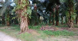 Sudah Terima Ganti Rugi Pembangunan Jalur Kereta Api, HGU PT Hervinta Diduga Masih Menguasai Lahan