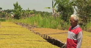 Perputaran Uang Tembakau di Rembang Nyaris Fantastik Sampai Angka 1 Triliun