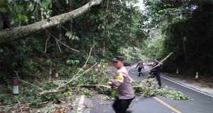 Respon Cepat Polsek Bengkunat Membersihkan Pohon Tumbang Di Kawasan TNBBS