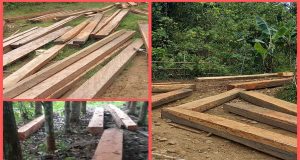 Illegal Loging Makin Marak di Gorut, Aparat Penegak Hukum Di Minta Tindak Tegas Para Pelaku