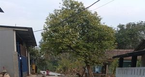 Kegiatan Peningkatan Jaling Gg. Amil Mahmud Diduga Menyimpang, Aktivis LSM JMPD Minta Kadis Tarkim Ambil Sikap