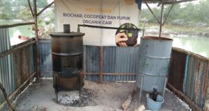 Dampak Baik Pelatihan Pupuk Cair Oleh PT Timah Tbk, Buah Nanas Poktan Air Jelutung Mulai Besar