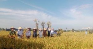 Wamendagari Jhon Wempi Wetipo Hadiri Panen Raya Padi Himpunan Petani Nyata