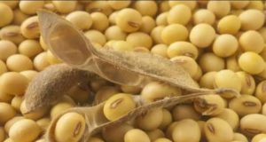 Bantuan Bibit di Duga di Jual Korwil Sebut “Limper Pun Ga Ada Uangnya Itu Sama Aku”