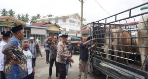 Tiga Ekor Sapi Diserahkan Plt Bupati Langkat untuk Haul ke-100 Tuan Guru Babussalam