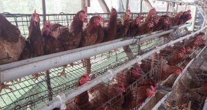 Program PUMK PT Timah Tbk, Dorong Niko Kembangkan Usaha Ayam Petelur