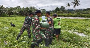 Tingkatkan perekonomian Masyarakat Di Wilayah Perbatasan, Satgas Yonif 122/TS Dengan Membantu Proses Panen Dan Penjualan Semangka