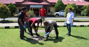 AS Pembawa Ganja Di Sorong Ditangkap Oleh Satresnarkoba Polres Raja Ampat
