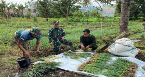 Timpal Singkawang /Paldam XII/TPR, Panen Bawang Daun bersama Warga