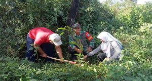 Manfaatkan Lahan Kosong, Babinsa 1202-02/SKS Tanam Pohon Pinang