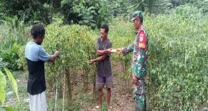 Tingkatkan ketahanan pangan, Babinsa Kwatisore beri Motivasi kepada Petani Cabai