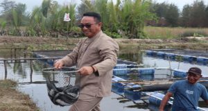 Bupati Beltim Panen Budidaya Ikan Lele Di Kolong Kero