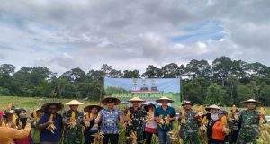 Wujudkan Ketahanan Pangan Kodim 1209/Bky Lakukan Panen Raya Jagung di Wilayah Binaan