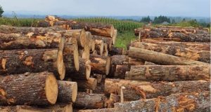 Pelanggaran Kayu Ilegal Ditemukan di Riau: Sinar Mas Group Dituduh Terlibat