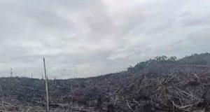 Oknum Kepala Desa Muara Inu Diduga Terlibat Aktor Pembakar Lahan Dan Penyerobotan Tanah Di Desa Muara Inu Turut Dilaporkan