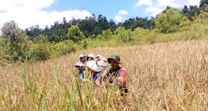 Bantu Petani Panen Padi, Bentuk Dukungan Babinsa Koramil 1204 – 18 / Nanga Mahap Sukseskan Swasembada Pangan