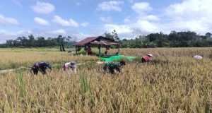 Babinsa Koramil 1204-01/Kapuas Desa Lape Kec. Kapuas Pendampingan Panen Padi