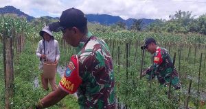 Wujud Kebersamaan Dengan Warga Desa Binaan Babinsa 1204- 02 / Sekayam Bantu Petani Panen Cabe