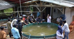 Mitra Binaan PLN IP UBP Saguling Melakukan Pelatihan Budidaya Ikan Sistem Bioflok