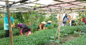 KWT Beladas, Panen Sayuran Bersama Lurah Prabujaya