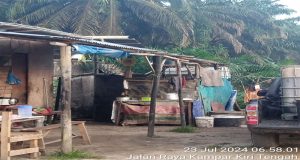 Mafia CPO Sudah Mulai Lagi Menjamur di Wilayah Hukum Polsek Kampar Kiri Tengah, Apakah APH Tutup Mata?