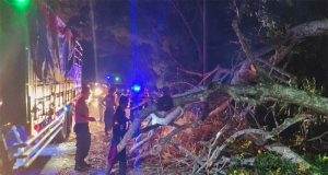 Pohon Tumbang di Jalan Denpasar-Gilimanuk, Arus Lalu Lintas Sempat Terganggu