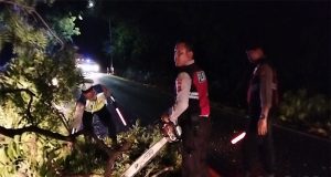 Evakuasi Pohon Tumbang di Jalan Utama Gilimanuk-Denpasar, Polsek Kawasan Pelabuhan Gilimanuk Pastikan Arus Lalu Lintas Kembali Lancar