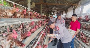 Dalam Mendukung Program Prabowo Untuk Ketahanan Pangan Kapolsek Gilimanuk Panen Telur Ayam