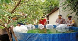 Tabur 3.000 Benih Ikan Nila Dukung Program Ketahanan Pangan Presiden RI