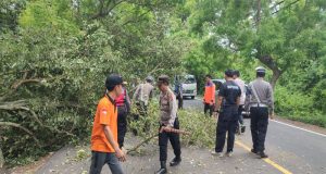 Evakuasi Pohon Tumbang di Depan Pura Segara Rupek, Gilimanuk Berlangsung Kondusif