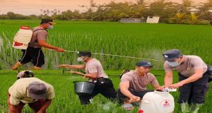 Penyemprotan dan Pemupukan Tanaman Padi di Desa Baluk Untuk Mendukung Ketahanan Pangan Nasional